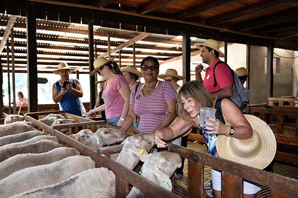 Casa da Ovelha - Caminhos de Pedra