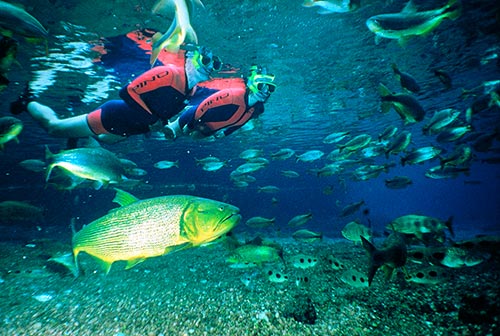 Mergulho no Rio Sucuri, um santuário de águas claras em Bonito MS