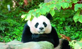 EXCURSÃO ZOOLÓGICO SÃO PAULO