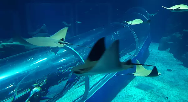 AquaRio - Aquário Marinho do Rio de Janeiro
