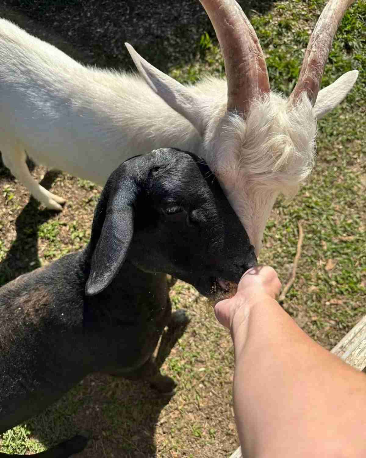 BATE E VOLTA NO HOTEL FAZENDA