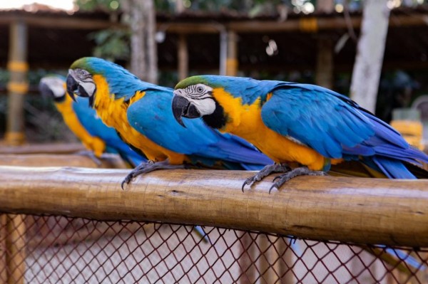 Animália Park e Fábrica Cacau Show
