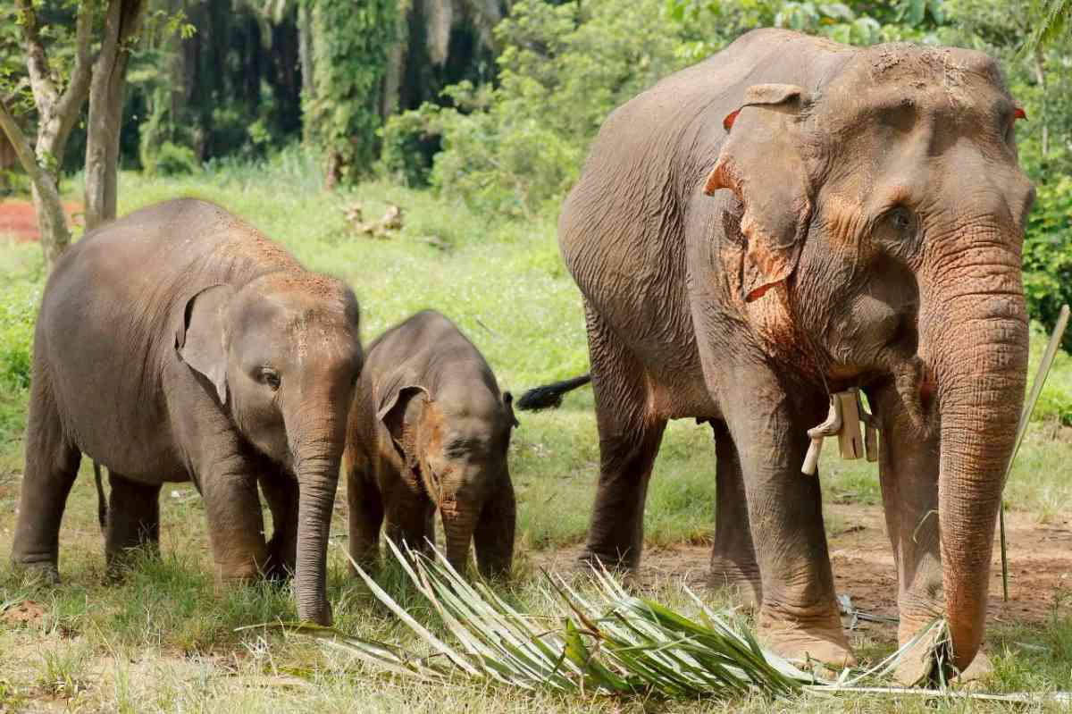 Tour Santuário Ético de Elefantes em Krabi com Guia em Inglês (ES007)