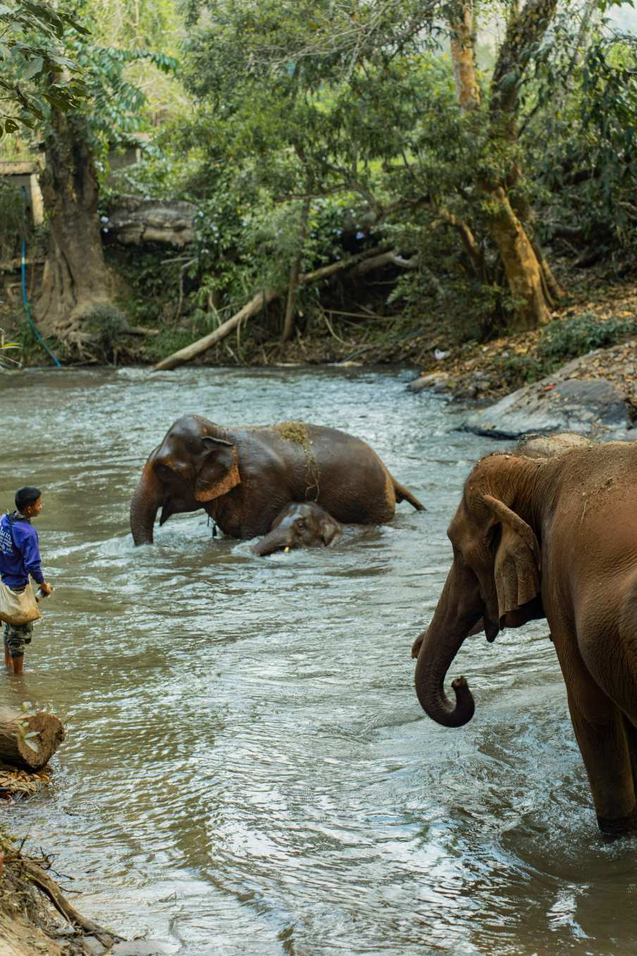 Tour Santuário Ético de Elefantes em Chiang Mai com Guia em Inglês
