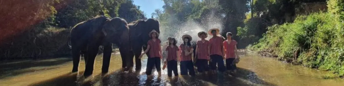 Tour Santuário Ético de Elefantes em Chiang Mai com Guia em Português