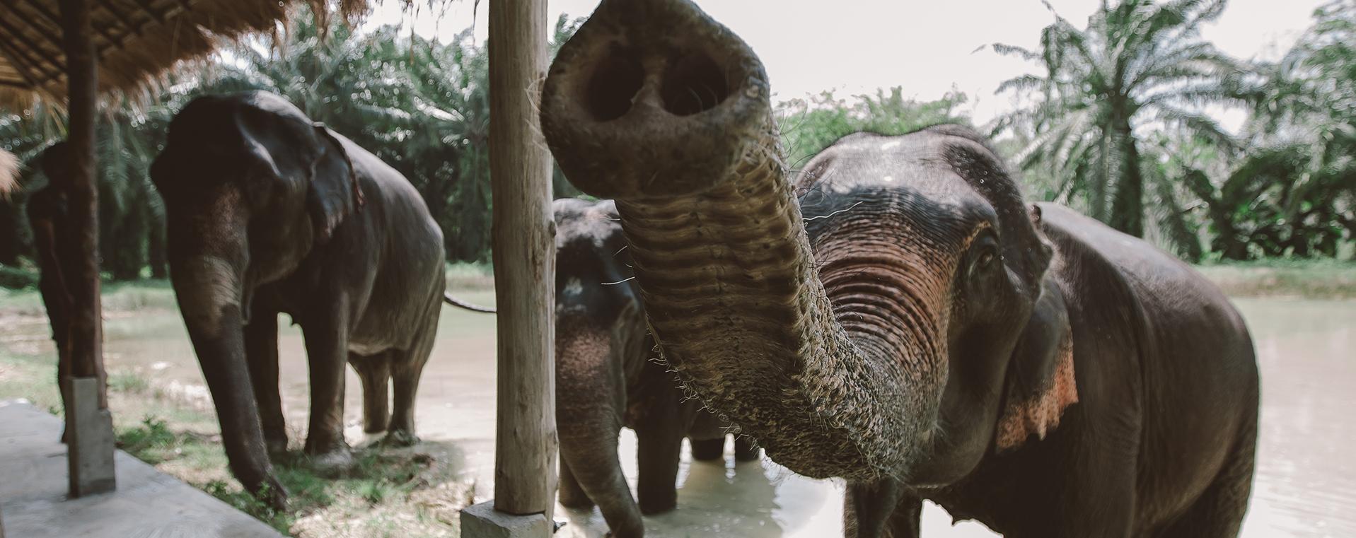 Tour Santuário Ético de Elefantes em Krabi com Guia em Inglês (ES007)