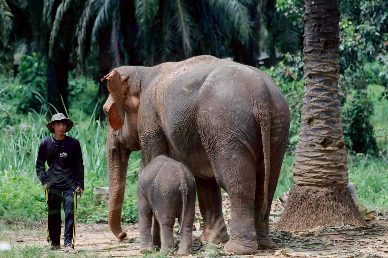 Tour Santuário Ético de Elefantes em Krabi com Guia em Inglês (ES007)