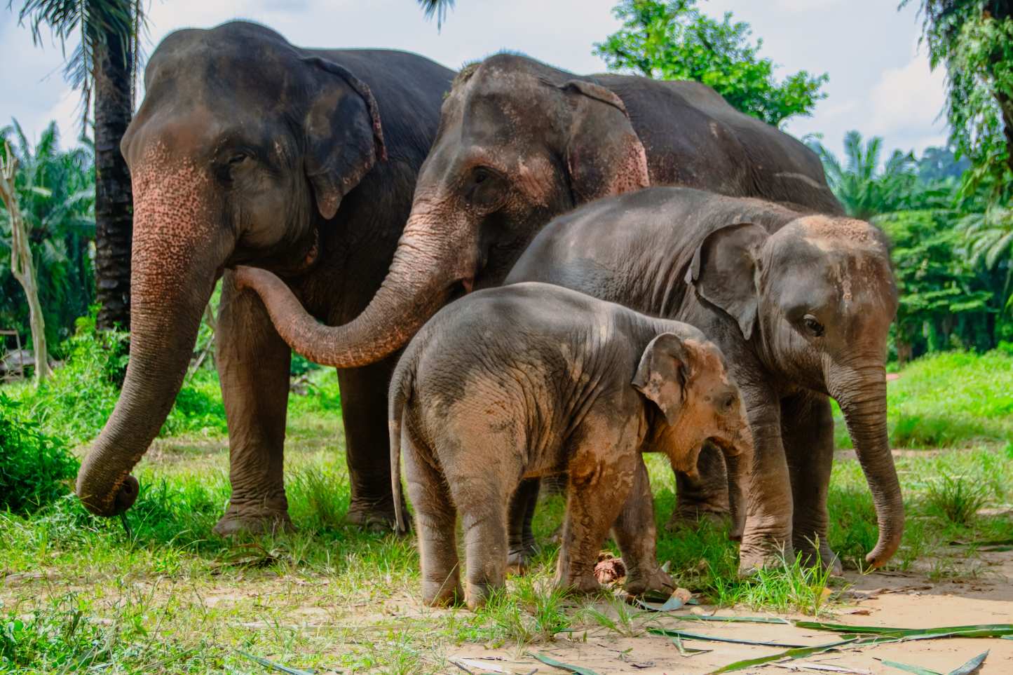 Tour Santuário Ético de Elefantes em Krabi com Guia em Inglês (ES007)