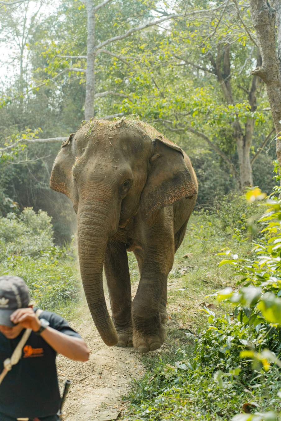 Tour Santuário Ético de Elefantes em Chiang Mai com Guia em Português