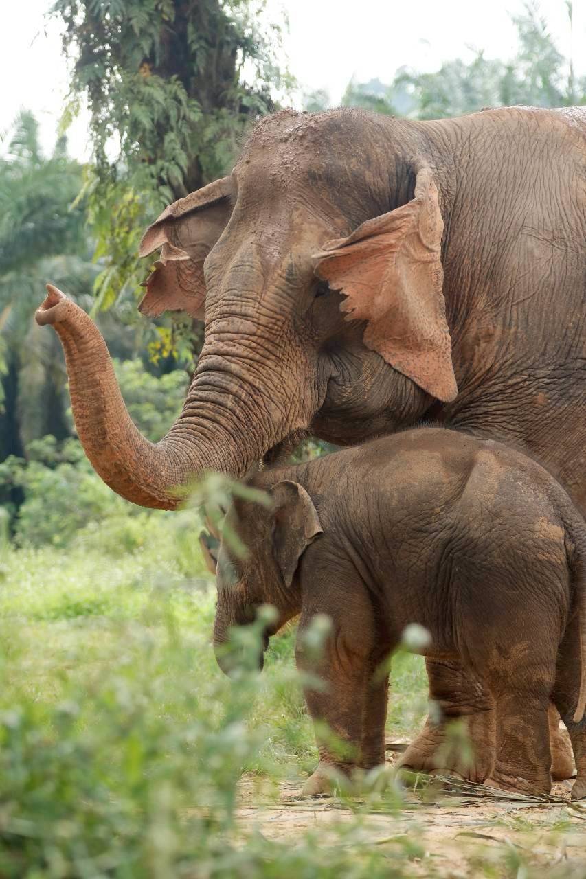 Tour Santuário Ético de Elefantes em Krabi com Guia em Inglês (ES007)