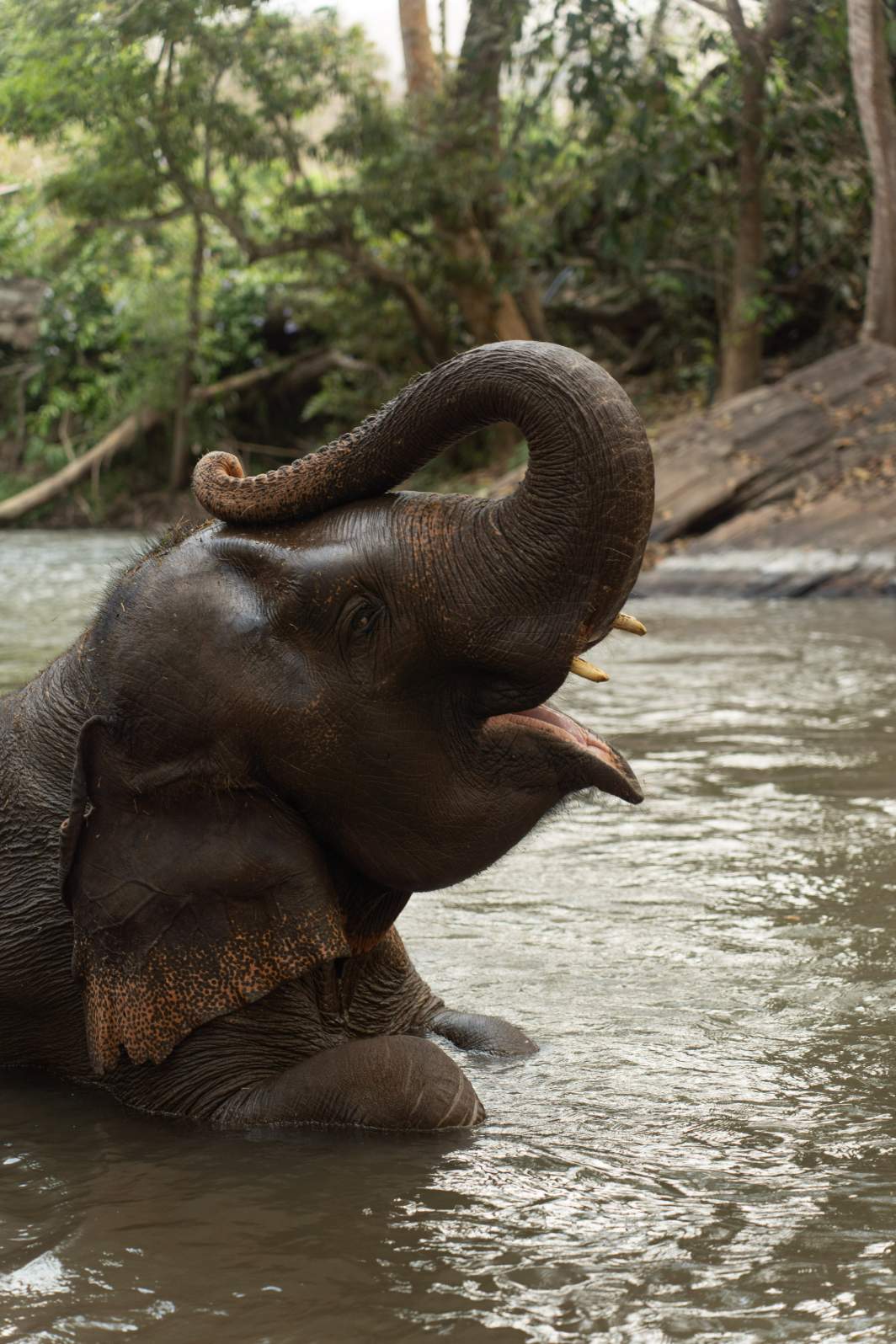 Tour Santuário Ético de Elefantes em Chiang Mai com Guia em Inglês