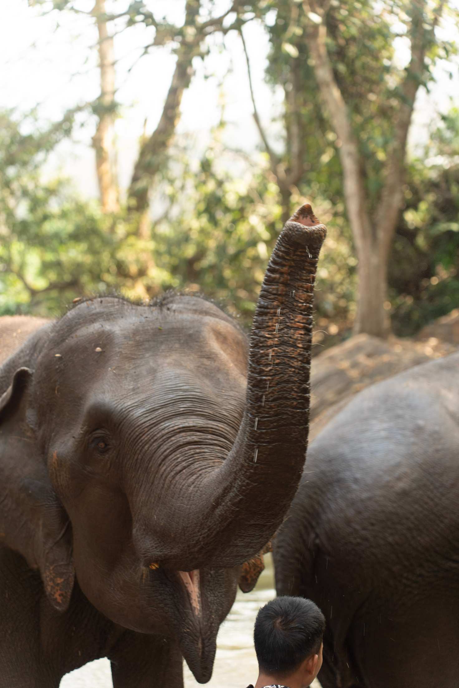 Tour Santuário Ético de Elefantes em Chiang Mai com Guia em Português