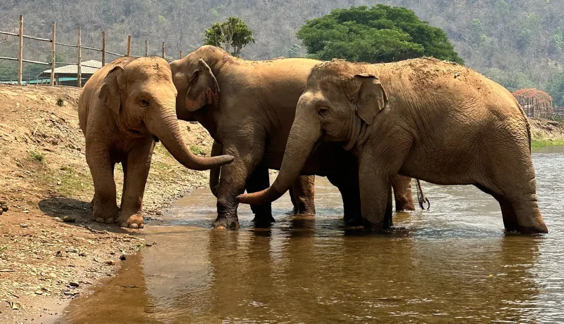 Tour Santuário ético de Elefantes em Chiang Mai com Guia em Inglês