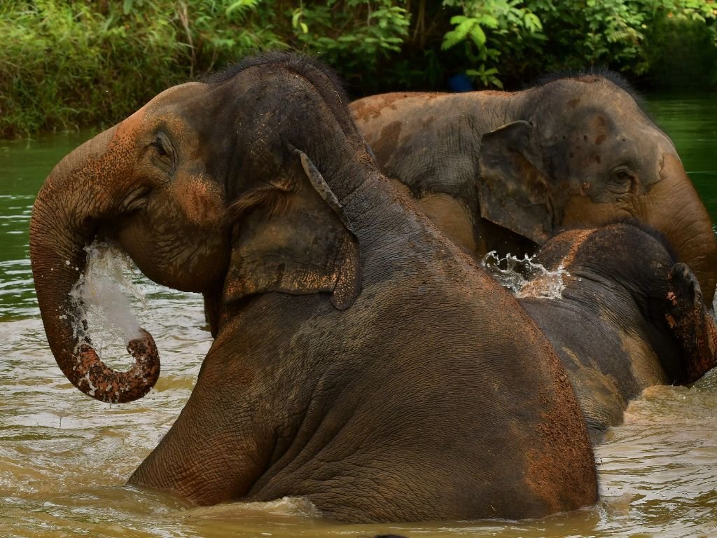 Tour Santuário Ético de Elefantes em Phuket com Guia em Inglês (ES003)