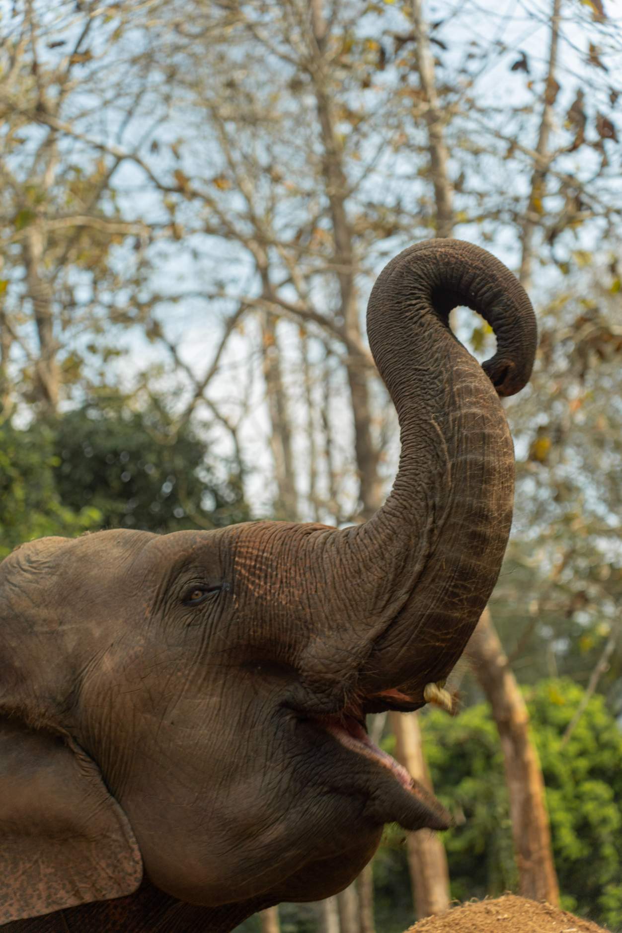 Tour Santuário Ético de Elefantes em Chiang Mai com Guia em Português
