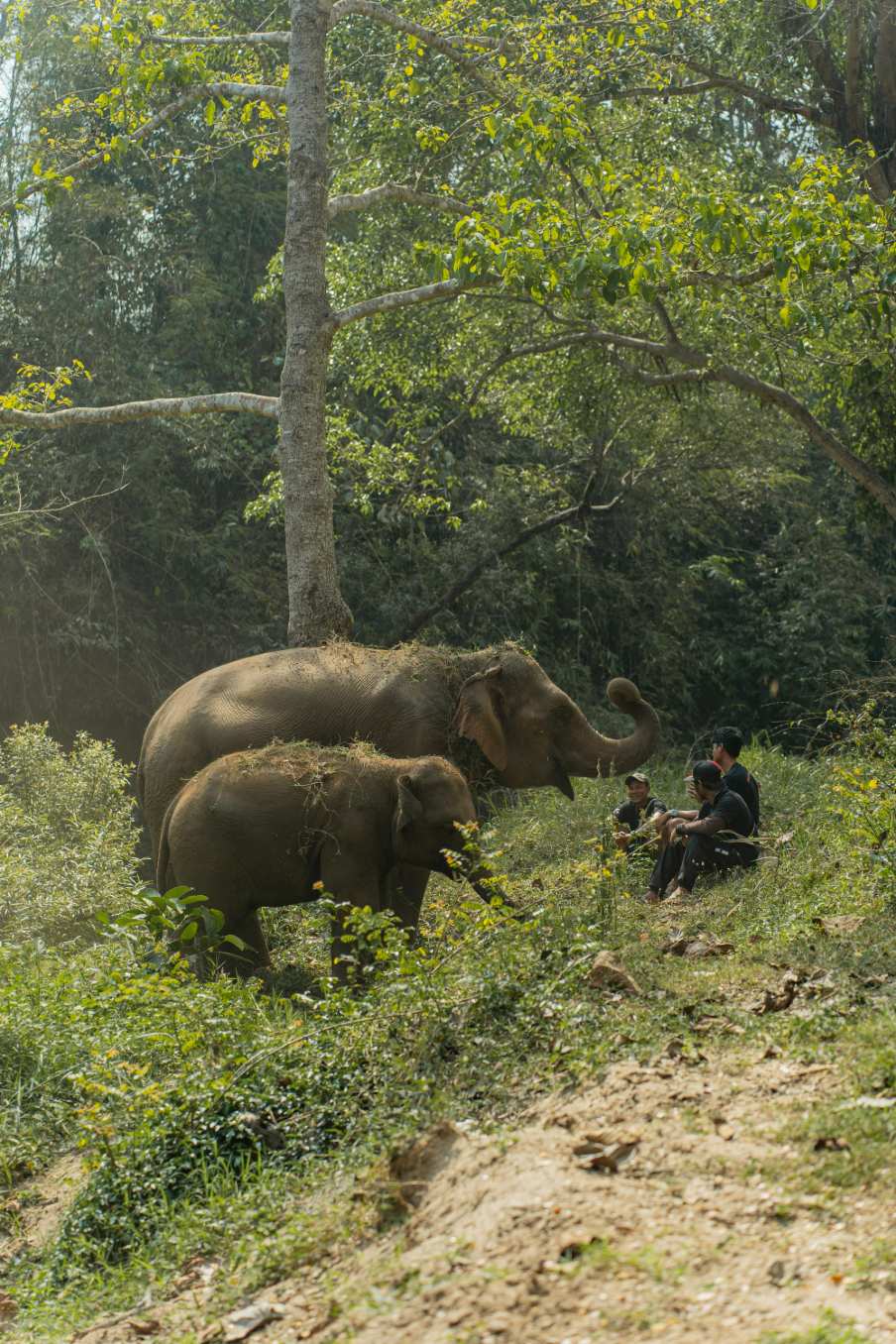 Tour Santuário Ético de Elefantes em Chiang Mai com Guia em Português