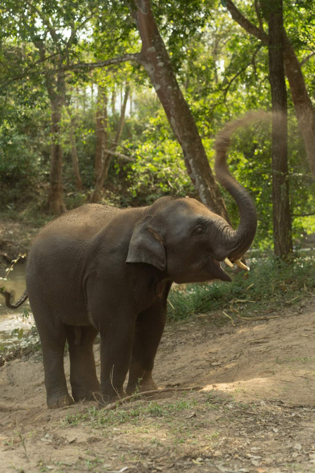 Tour Santuário Ético de Elefantes em Chiang Mai com Guia em Português
