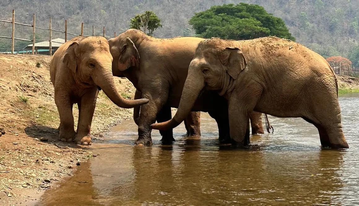 Tour Santuário Ético de Elefantes em Chiang Mai com Guia em Inglês