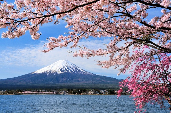 Florada das cerejeiras no Japão