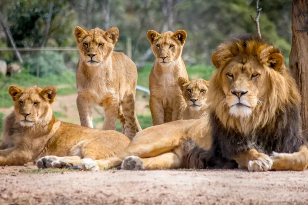 Zoológico de São Paulo