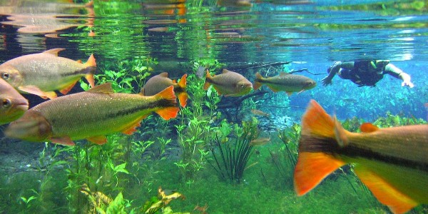 Bonito-MS Capital Nacional Ecoturismo