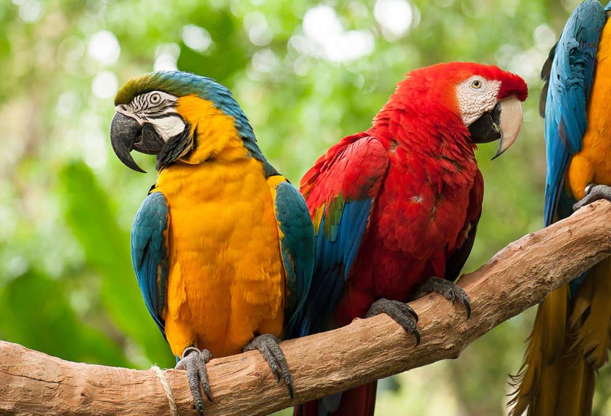 FOZ DO IGUAÇU E CIDAD DEL ESTE
