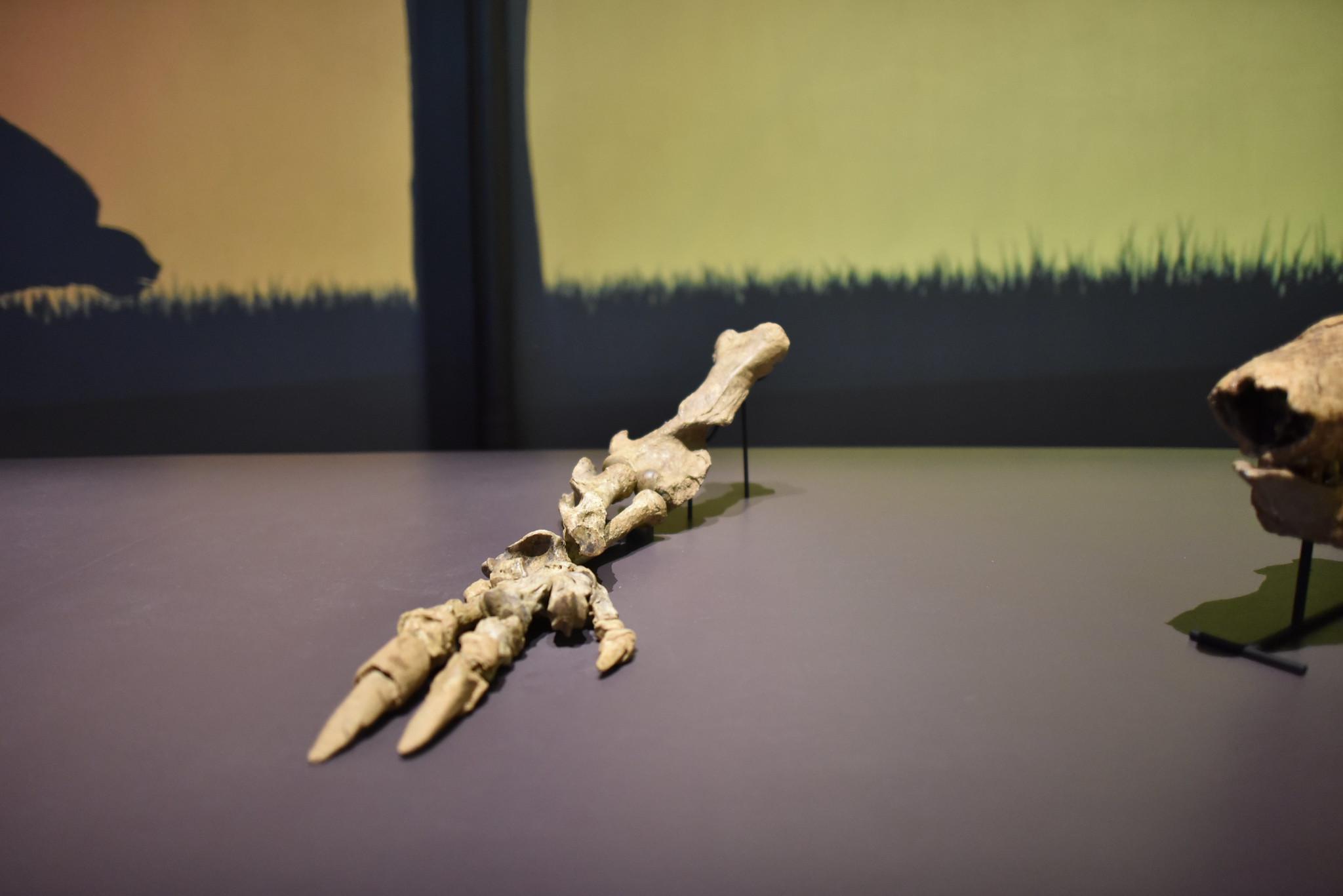 Petrolina, Juazeiro e Serra da Capivara