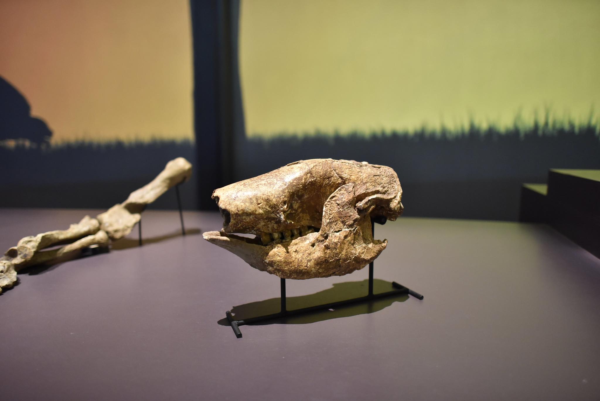 Petrolina, Juazeiro e Serra da Capivara