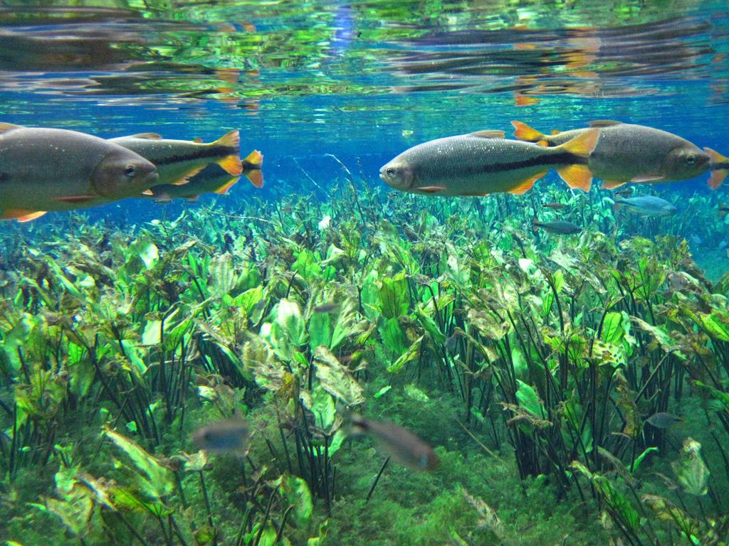 Grupo para Bonito com Pantanal