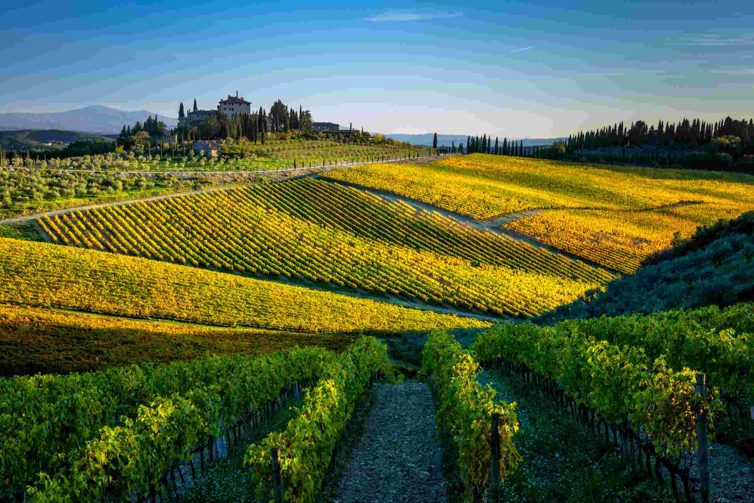 Vinhedos da Toscana