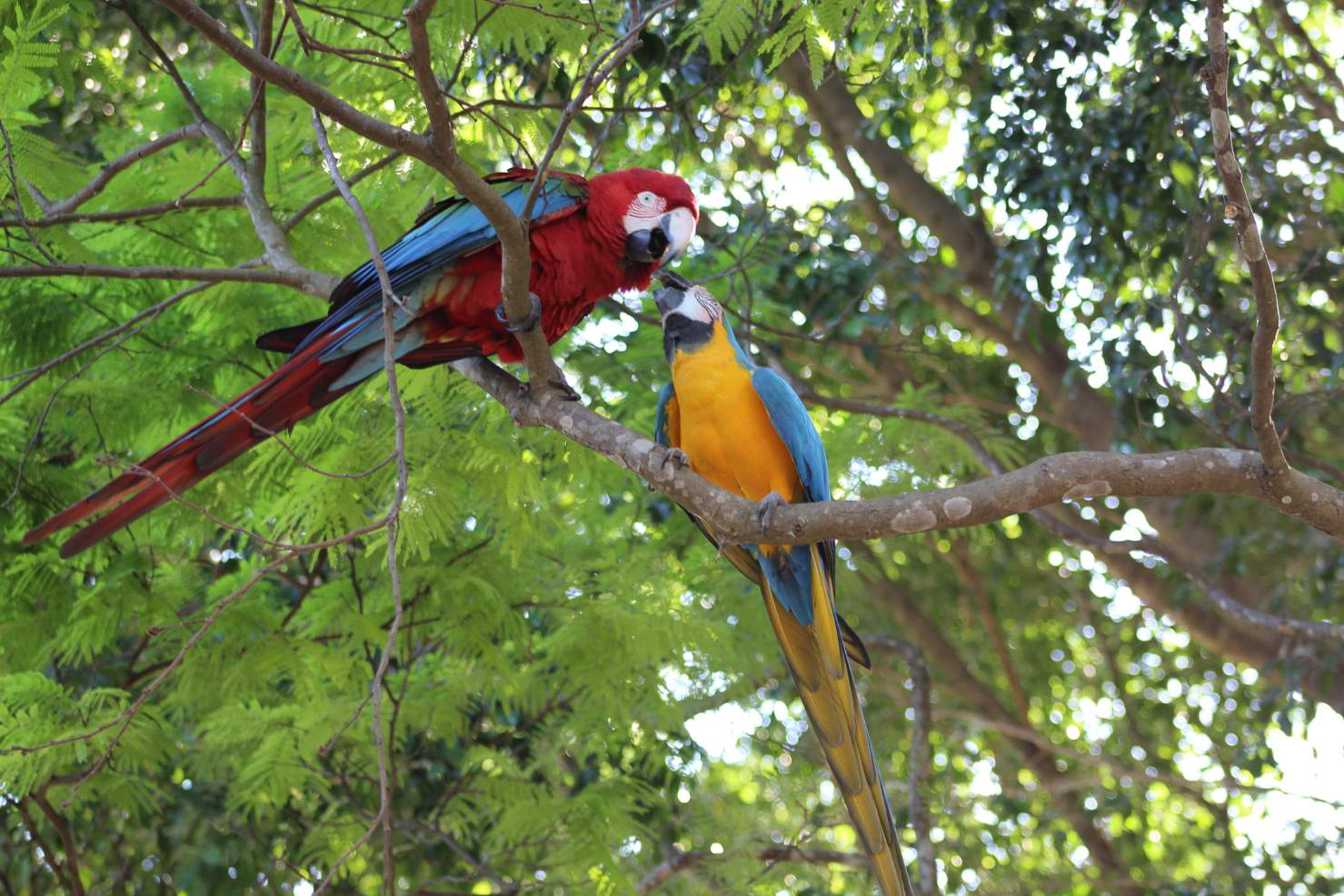 Grupo para Bonito com Pantanal