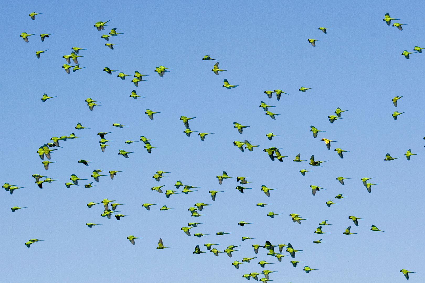 Grupo para Bonito com Pantanal