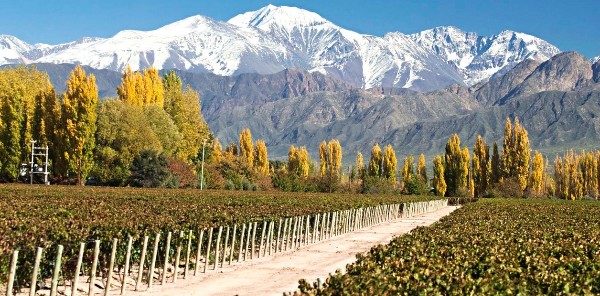 Mendoza Wine Tour