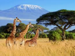 Africa do Sul - Safari e Vinicolas