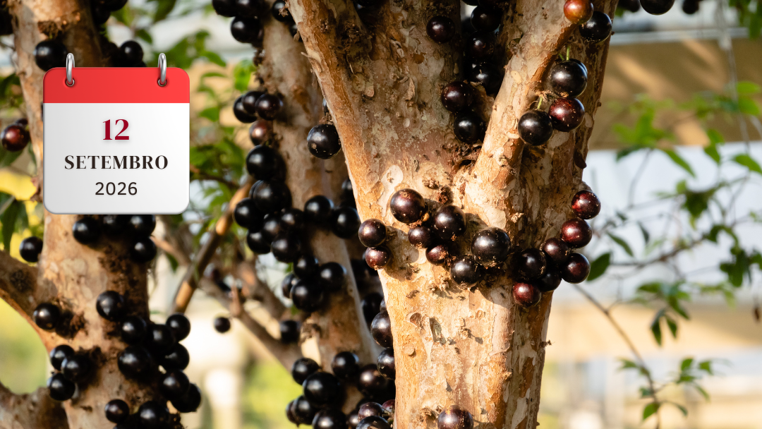 FESTIVAL DA JABUTICABA