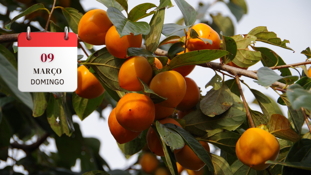 COLHEITA DO CAQUI - ITATIBA