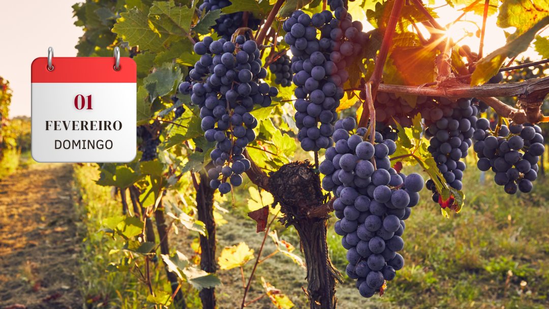 FESTA DA UVA JUNDIAÍ COM CAFÉ COLONIAL