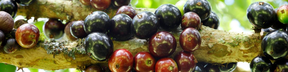FESTIVAL GASTRONÔMICO DA JABUTICABA