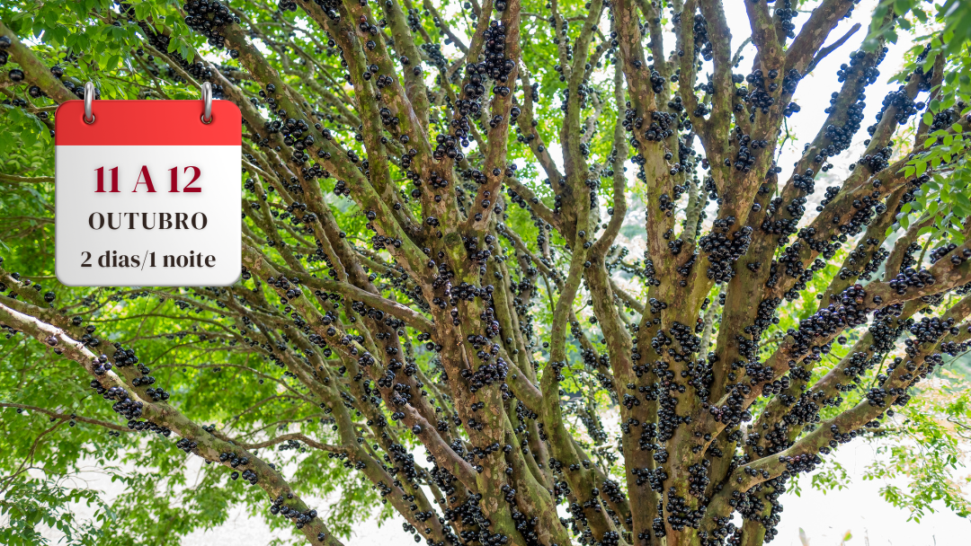 COLHEITA DA JABUTICABA EM CASA BRANCA