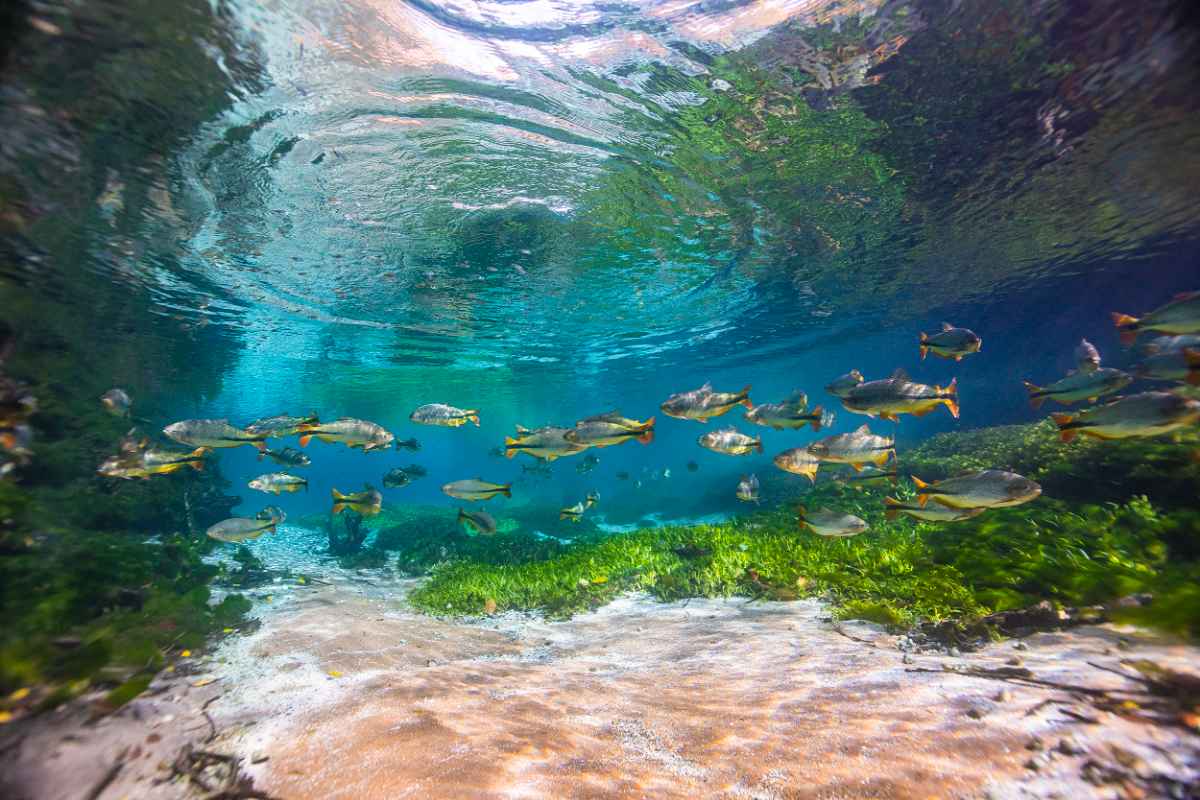 Bonito - MS - 13 a 18/05/2026