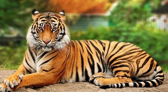 ZOOLÓGICO DE SP