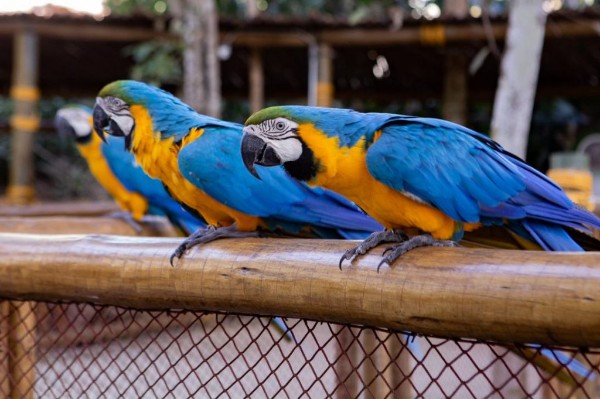 Animalia Park - 19 de julho