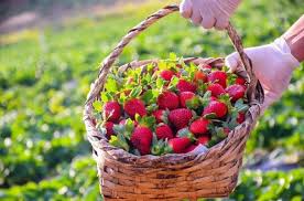 Monte Alegre do Sul - 15/03